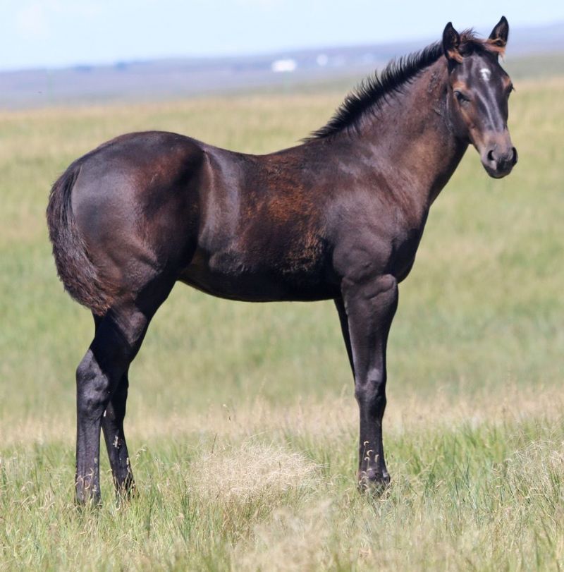 034 - Cisco Gal colt
